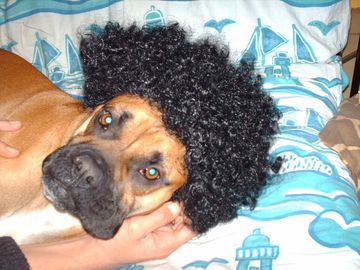 mon chien